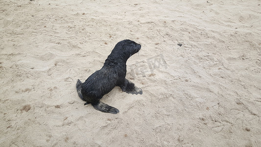 纳米比亚克罗斯角的小海豹