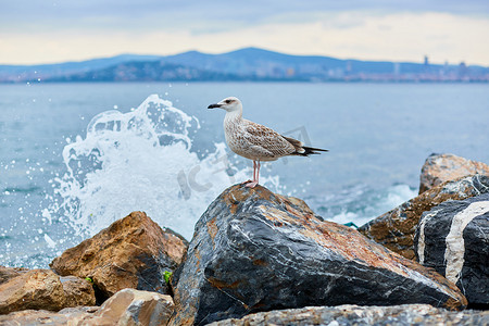 海鸥在海浪中摆在海边的岩石上