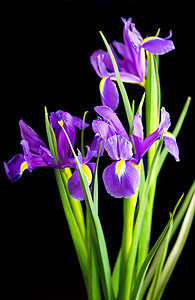 黑色背景中的春天花朵紫色鸢尾花