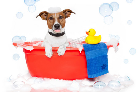 狗在带塑料鸭的彩色浴缸里洗澡