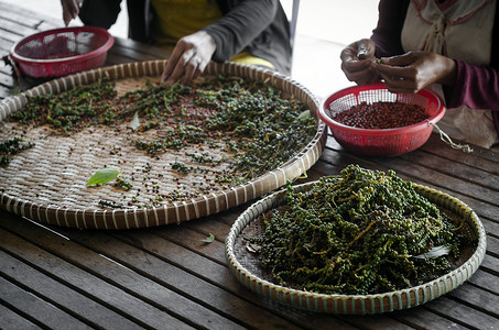 柬埔寨贡布农场工人分拣新鲜胡椒粒