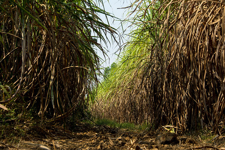 在甘蔗农场的土路期间，干燥的甘蔗叶子和长得太大的甘蔗淹没了头部