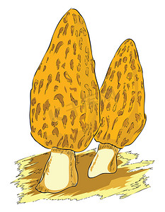 羊肚菌——一种有毒的蘑菇