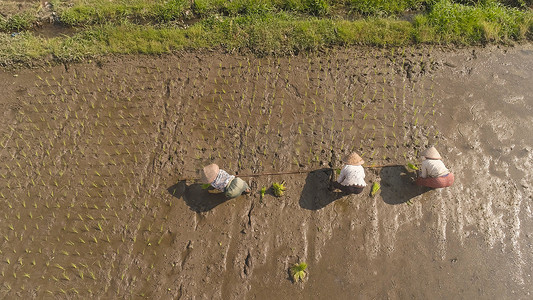 农民在种水稻