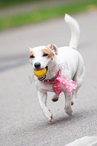 飞屋环游记罗素摄影照片_有趣的杰克罗素梗狗玩球