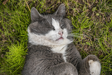 天猫红底摄影照片_可爱的猫咪在草地上打滚 2