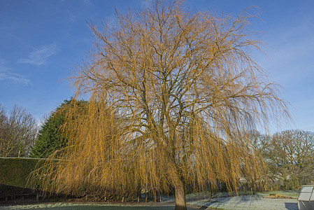 冬天乡村花园光秃秃的垂柳树