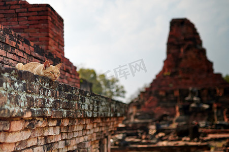 Cat in the Wat Phra Phai Luang 免费 Mp3 下载