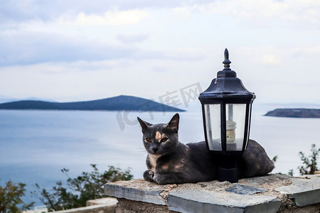 风景如画的海景背景中的猫和路灯