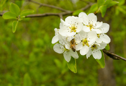 一只蜜蜂在春天的草地上为一朵白花授粉。