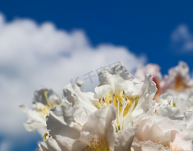 蓝天白云背景下美丽的杜鹃花花瓣坎宁安白