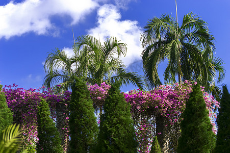 热带春摄影照片_热带棕榈树和鲜花。