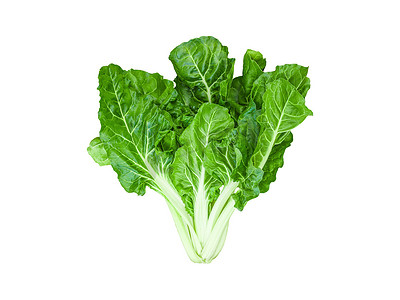 分离的绿色瑞士甜菜或银甜菜整株可食用的生菜蔬菜，用于健康食品