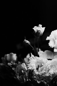 经典黑白摄影照片_作为美好的插花、创造性的花和植物学设计的花束，经典黑白单色
