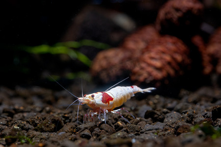 矮小植物摄影照片_红蜂矮虾独自呆在淡水水族箱中以松果和植物为背景的水生土壤中寻找食物。