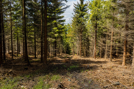 树木被砍伐摄影照片_Rudawy Janowickie 山区树木被砍伐的小林间空地