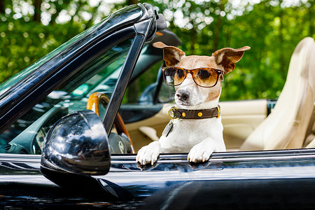 驾驶汽车的狗驾驶执照