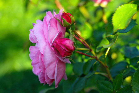 春天，一朵淡红色玫瑰的花蕾在花园里绽放。