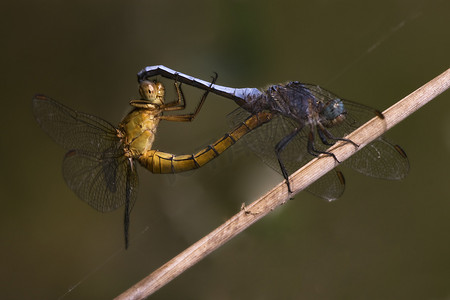 两只野生黄蓝蜻蜓的繁殖