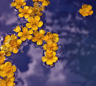 漂浮在紫色水面上的黄色花朵