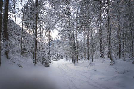 中仙境摄影照片_大自然中的冬季景观：小径，雪树