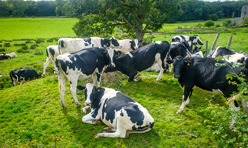 站立在一个晴朗的绿色领域的Holstien母牛