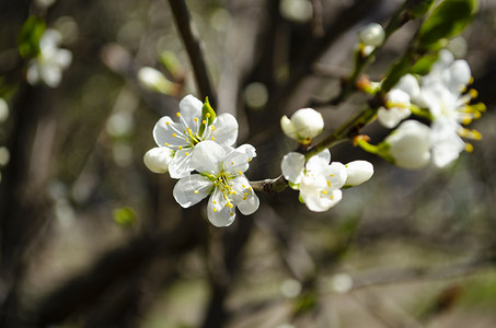 美丽的白苹果或梨花。开花的苹果梨树。户外自然的清新春天背景。春天盛开的花朵的柔焦图像。