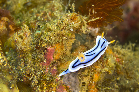 海蛞蝓，Dorid Nudibranch，Lembeh，北苏拉威西岛，印度尼西亚