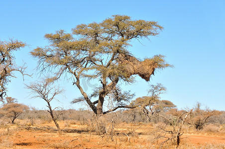 带社区巢穴的骆驼棘树