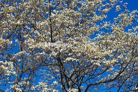 茱萸摄影照片_在开花的开花的山茱萸树