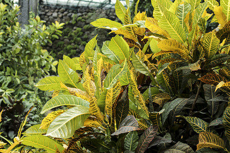 礼仪之邦摄影照片_花园里五颜六色的巴豆植物