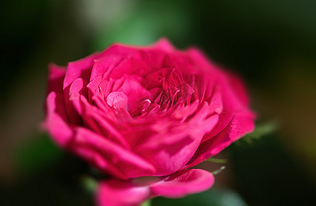 节日花束中的粉红玫瑰