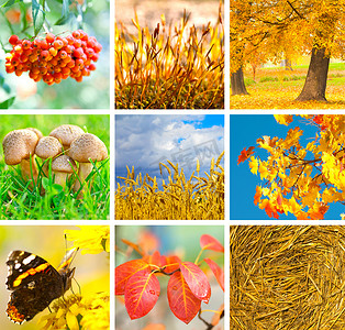 显示不同的秋天图片的秋天拼贴画