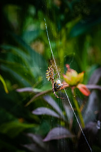 黄蜂蜘蛛在网上吃蜜蜂