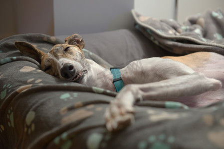 狗在睡觉摄影照片_宠物狗在家庭环境中舒适的狗床上睡得很香