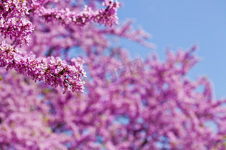 清晨的阳光下，在蓝天的衬托下，枝条上开满了粉红色的鲜花。
