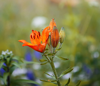 橙色百合花