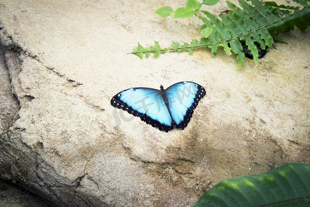 梅果摄影照片_Morpho peleides 蝴蝶在岩石上张开翅膀