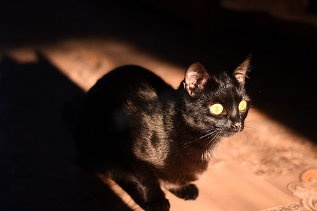 美丽的黑猫特写坐在灿烂的阳光下。