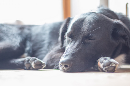 黑狗放松：拉布拉多杂种躺在木地板上放松