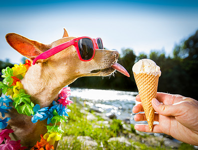狗暑假舔冰淇淋