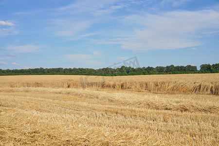蓝色多云背景的小麦农田