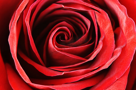 长方体展台摄影照片_红玫瑰