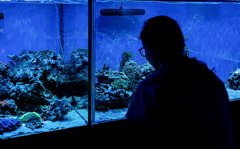 在海洋水族馆观看带鱼的水族馆的女人剪影