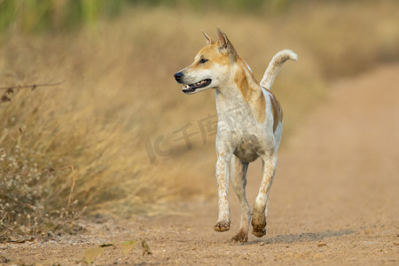 棕狗摄影照片_棕色和白色条纹狗在自然背景下的图像。