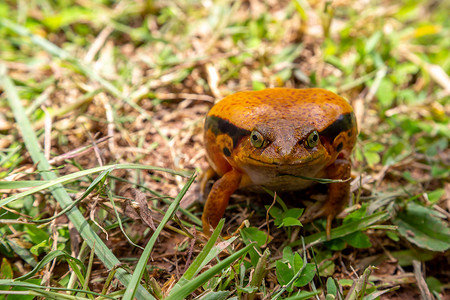 一只大橙色青蛙坐在草地上