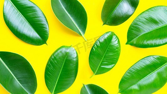 深绿色装饰摄影照片_在黄色背景的橡胶植物叶子。