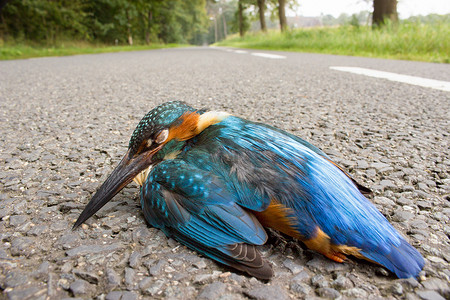 翠鸟躺在路上被车撞