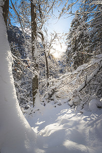 大自然中阳光明媚的冬季景观：雪树，荒野