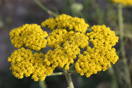 黄色开花的西洋蓍草 (Achillea millefolium)。